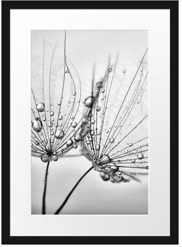East Urban Home 'Dandelions with Dewdrops' Framed Photographic Print East Urban Home Size: 55 cm H x 40 cm W  - Size: 55 cm H x 40 cm W East Urban Home 'Dandelions with Dewdrops' Framed Photographic Print East Urban Home Size: 55 cm H x 40 cm W  - Size: 55 cm H x 40 cm W