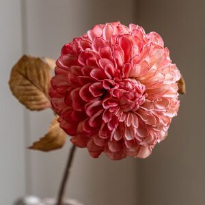 The Seasonal Aisle Faux Stem Dahlia Orange 730mm (6pk) Apricot 73cm H X 23cm W X 23cm D The Seasonal Aisle Faux Stem Dahlia Orange 730mm (6pk) Apricot 73cm H X 23cm W X 23cm D