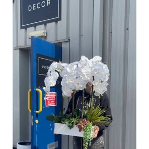 The Seasonal Aisle Lux Orchid Floral Arrangement in Planter White 80cm H X 50cm W X 25cm D The Seasonal Aisle Lux Orchid Floral Arrangement in Planter White 80cm H X 50cm W X 25cm D