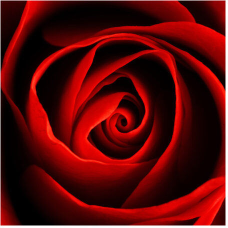 East Urban Home Lovely Rose Semi-Gloss Wallpaper Roll East Urban Home  - Size: 2.4m x 240cm East Urban Home Lovely Rose Semi-Gloss Wallpaper Roll East Urban Home  - Size: 2.4m x 240cm