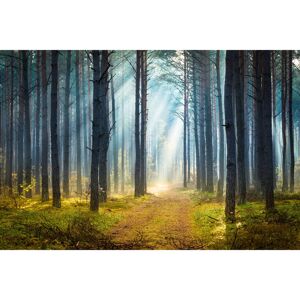 Alpen Home Misty Autumn Forest by Konradlew - Print Green 20cm H x 30cm W Alpen Home Misty Autumn Forest by Konradlew - Print Green 20cm H x 30cm W