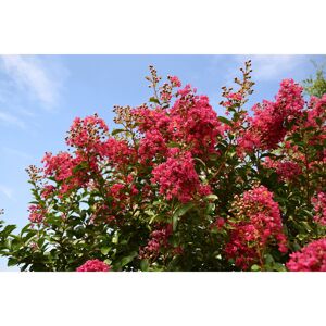 Ebern Designs Red Crepe Myrtle Against Blue Sky 61cm H x 91cm W x 3.8cm D Ebern Designs Red Crepe Myrtle Against Blue Sky 61cm H x 91cm W x 3.8cm D