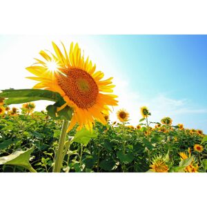 August Grove Blue Sky And Sunflowers And Solar 61cm H x 91cm W x 3.8cm D August Grove Blue Sky And Sunflowers And Solar 61cm H x 91cm W x 3.8cm D