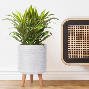 HORTICO Concrete Effect Cylinder Round Planter on Hardwood Legs, Round Indoor Plant Pot Stand for Indoor Plants, Indoor Flower Pot with Plaited Pattern White 35cm H x 24cm W x 24cm D