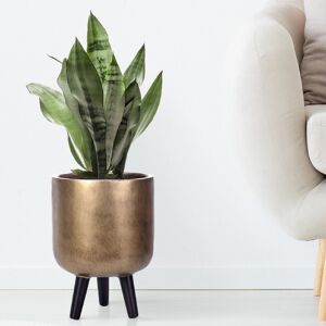 HORTICO Metallic Concrete Effect Cylinder Round Planter on Hardwood Legs, Round Indoor Plant Pot Stand for Indoor Plants, Indoor Flower Pot Gold 34cm H x 25cm W x 25cm D