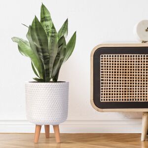 HORTICO Concrete Effect Cylinder Round Planter on Hardwood Legs, Round Indoor Plant Pot Stand for Indoor Plants, Indoor Flower Pot with Honeycomb Pattern White 34cm H x 25cm W x 25cm D HORTICO Concrete Effect Cylinder Round Planter on Hardwood Legs, Round Indoor Plant Pot Stand for Indoor Plants, Indoor Flower Pot with Honeycomb Pattern White 34cm H x 25cm W x 25cm D