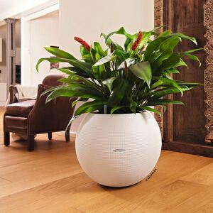 Lechuza Puro Trend Self-Watering Plant Pot White 50.5 cm H x 50 cm W x 50 cm D Lechuza Puro Trend Self-Watering Plant Pot White 50.5 cm H x 50 cm W x 50 cm D