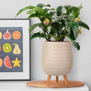 HORTICO Concrete Effect Planter on Hardwood Legs, Round Indoor Plant Pot Stand for Indoor Plants, Indoor Flower Pot with Plaited Pattern Beige 34cm H x 22cm W x 22cm D HORTICO Concrete Effect Planter on Hardwood Legs, Round Indoor Plant Pot Stand for Indoor Plants, Indoor Flower Pot with Plaited Pattern Beige 34cm H x 22cm W x 22cm D