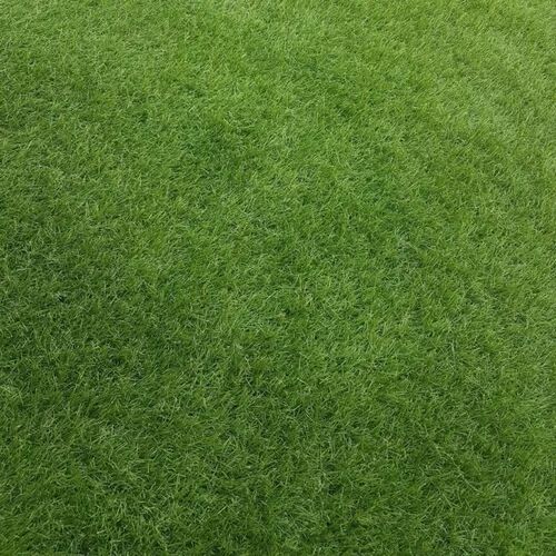 Selsey Living Moorava Grass Selsey Living Size: 100 W x 100 D cm  - Size: Medium
