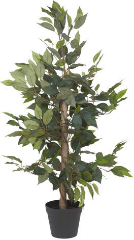 The Seasonal Aisle Fiscus Tree in Pot The Seasonal Aisle Flower/Leaves Colour: Green  - Size: 95cm H X 78cm W X 8cm D