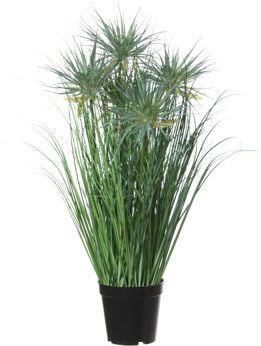 The Seasonal Aisle Desktop/Floor Papyrus Plant in Pot The Seasonal Aisle  - Size: The Seasonal Aisle Desktop/Floor Papyrus Plant in Pot The Seasonal Aisle  - Size: