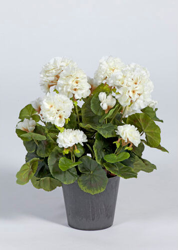 The Seasonal Aisle Geranium Floral Arrangement in Pot The Seasonal Aisle Flower Colour: White  - Size: Mini (Under 40cm High) The Seasonal Aisle Geranium Floral Arrangement in Pot The Seasonal Aisle Flower Colour: White  - Size: Mini (Under 40cm High)