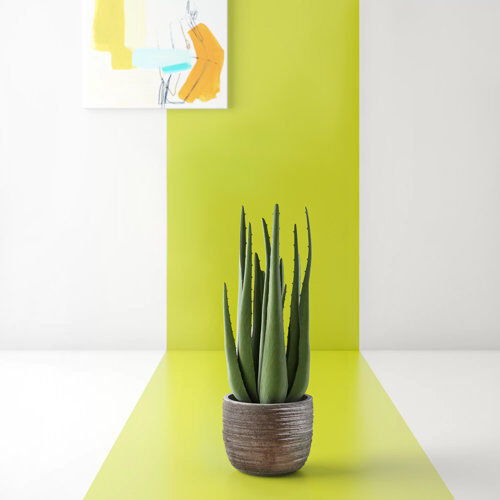 Hashtag Home Sprague Desktop Succulent Plant in Pot Hashtag Home  - Size: Hashtag Home Sprague Desktop Succulent Plant in Pot Hashtag Home  - Size: