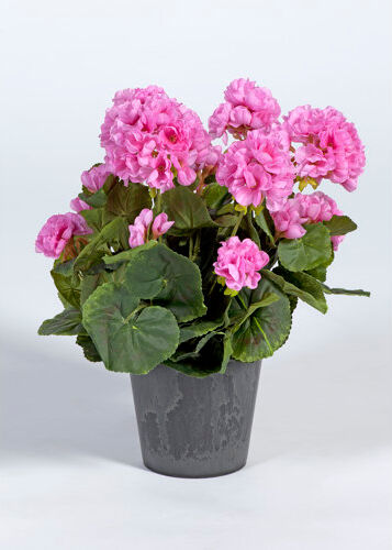 The Seasonal Aisle Geranium Floral Arrangement in Pot The Seasonal Aisle Flower Colour: Pink  - Size: Small The Seasonal Aisle Geranium Floral Arrangement in Pot The Seasonal Aisle Flower Colour: Pink  - Size: Small