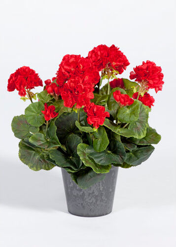 The Seasonal Aisle Geranium Floral Arrangement in Pot The Seasonal Aisle Flower Colour: Red  - Size: Medium The Seasonal Aisle Geranium Floral Arrangement in Pot The Seasonal Aisle Flower Colour: Red  - Size: Medium
