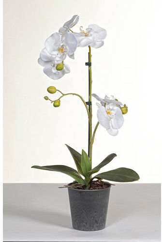 The Seasonal Aisle Phalaenopsis 62cm Artificial Flowering Plant in Pot The Seasonal Aisle  - Size: 174cm H X 97cm B X 210cm T The Seasonal Aisle Phalaenopsis 62cm Artificial Flowering Plant in Pot The Seasonal Aisle  - Size: 174cm H X 97cm B X 210cm T