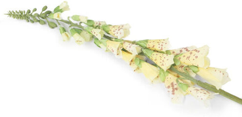 The Seasonal Aisle Foxglove (Set of 6) The Seasonal Aisle Size: 84cm H x 10cm W x 10cm D, Flower Colour: Yellow  - Size: Extra Large The Seasonal Aisle Foxglove (Set of 6) The Seasonal Aisle Size: 84cm H x 10cm W x 10cm D, Flower Colour: Yellow  - Size: Extra Large