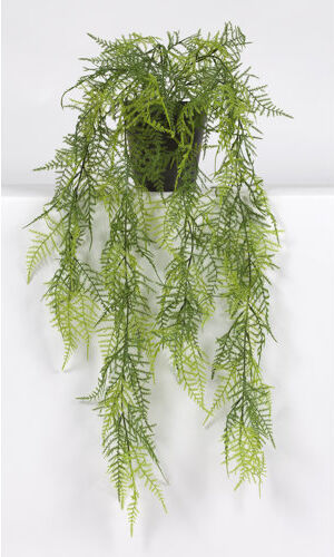 The Seasonal Aisle 79cm Asparagus Succulent in Pot The Seasonal Aisle  - Size: 118cm H X 60cm W X 24cm D The Seasonal Aisle 79cm Asparagus Succulent in Pot The Seasonal Aisle  - Size: 118cm H X 60cm W X 24cm D