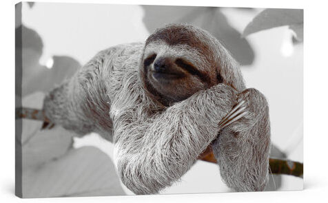 East Urban Home Beautiful Sloth Hanging from a Branch Wall Art on Canvas East Urban Home Size: 80 cm H x 120 cm W  - Size: 40cm H x 60cm W East Urban Home Beautiful Sloth Hanging from a Branch Wall Art on Canvas East Urban Home Size: 80 cm H x 120 cm W  - Size: 40cm H x 60cm W