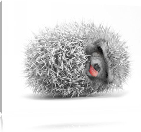 East Urban Home Cute Rolled-Up Hedgehog Art Print on Canvas East Urban Home Size: 60cm H x 80cm W  - Size: 40cm H x 60cm W East Urban Home Cute Rolled-Up Hedgehog Art Print on Canvas East Urban Home Size: 60cm H x 80cm W  - Size: 40cm H x 60cm W