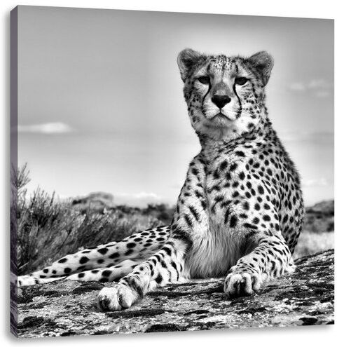 East Urban Home Cheetah in the Savannah Photographic Art Print on Canvas East Urban Home Size: 60cm H x 60cm W  - Size: Mini (Under 40cm High) East Urban Home Cheetah in the Savannah Photographic Art Print on Canvas East Urban Home Size: 60cm H x 60cm W  - Size: Mini (Under 40cm High)