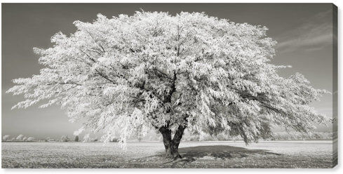 Oliver Gal 'Sai White Tree' Photographic Print on Canvas Oliver Gal  - Size: 280cm H X 350cm W Oliver Gal 'Sai White Tree' Photographic Print on Canvas Oliver Gal  - Size: 280cm H X 350cm W