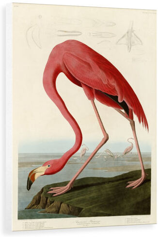 Bay Isle Home 'American Flamingo' Graphic Art Bay Isle Home Format: Wrapped Canvas, Size: 100 cm H x 66.7 cm W x 3.8 cm D  - Size: 49.8 cm H x 80 cm W x 3.8 cm D Bay Isle Home 'American Flamingo' Graphic Art Bay Isle Home Format: Wrapped Canvas, Size: 100 cm H x 66.7 cm W x 3.8 cm D  - Size: 49.8 cm H x 80 cm W x 3.8 cm D