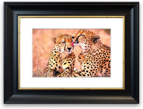 East Urban Home 'South African Cheetahs' Framed Photograph East Urban Home Size: 93 cm H x 126 cm W, Frame Options: Black  - Size: 93 cm H x 126 cm W East Urban Home 'South African Cheetahs' Framed Photograph East Urban Home Size: 93 cm H x 126 cm W, Frame Options: Black  - Size: 93 cm H x 126 cm W