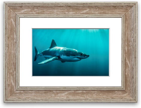 East Urban Home 'Shark Sunbeam Father' Framed Photograph East Urban Home Size: 93 cm H x 70 cm W, Frame Options: Walnut  - Size: 50 cm H x 70 cm W East Urban Home 'Shark Sunbeam Father' Framed Photograph East Urban Home Size: 93 cm H x 70 cm W, Frame Options: Walnut  - Size: 50 cm H x 70 cm W