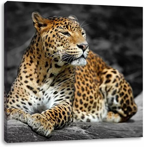 East Urban Home Beautiful Leopard in Nature Photographic Print on Canvas East Urban Home Size: 70cm H x 70cm W  - Size: 70cm H x 70cm W