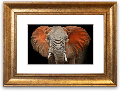 East Urban Home 'Elephant Ears Office' Framed Graphic Art East Urban Home Size: 50 cm H x 70 cm W, Frame Options: Gold  - Size: 50 cm H x 70 cm W East Urban Home 'Elephant Ears Office' Framed Graphic Art East Urban Home Size: 50 cm H x 70 cm W, Frame Options: Gold  - Size: 50 cm H x 70 cm W