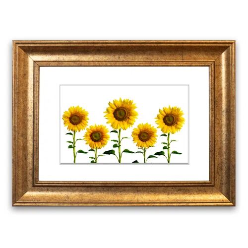 East Urban Home 'Sunflower Mayhem' - Picture Frame Photograph Print on Paper East Urban Home Size: 50cm H x 70cm W x 1cm D, Frame Option: Teak  - Size: 93cm H x 126cm W x 1cm D East Urban Home 'Sunflower Mayhem' - Picture Frame Photograph Print on Paper East Urban Home Size: 50cm H x 70cm W x 1cm D, Frame Option: Teak  - Size: 93cm H x 126cm W x 1cm D