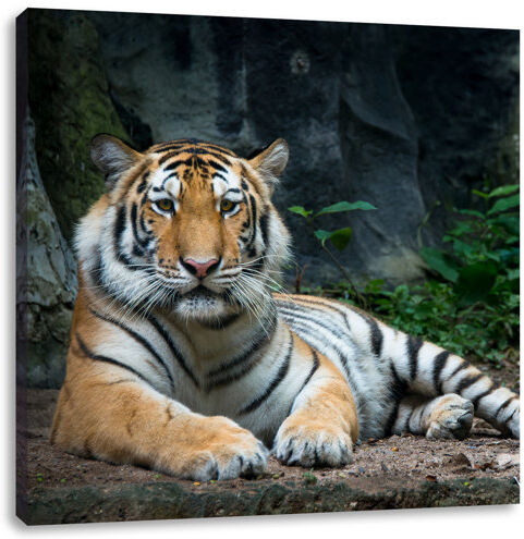 East Urban Home Lying Tiger Photographic Art Print on Canvas East Urban Home Size: 70cm H x 70cm W  - Size: 40cm H x 40cm W East Urban Home Lying Tiger Photographic Art Print on Canvas East Urban Home Size: 70cm H x 70cm W  - Size: 40cm H x 40cm W