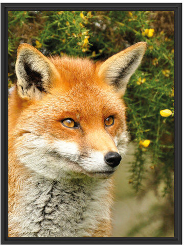 East Urban Home Gazing Fox Framed Photographic Art Print East Urban Home Size: 80cm H x 60cm W  - Size: 80cm H x 60cm W East Urban Home Gazing Fox Framed Photographic Art Print East Urban Home Size: 80cm H x 60cm W  - Size: 80cm H x 60cm W