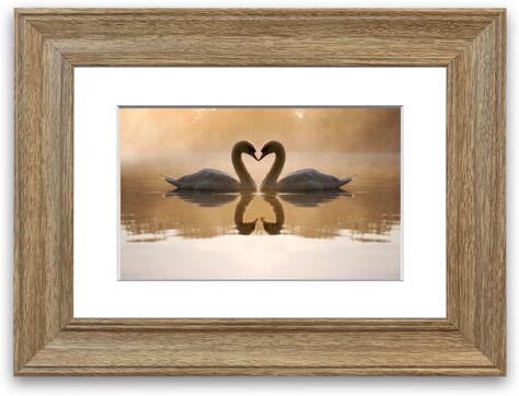 East Urban Home 'Swan Lake Love' Framed Photograph East Urban Home Size: 93 cm H x 126 cm W, Frame Options: Teak  - Size: 93 cm H x 70 cm W East Urban Home 'Swan Lake Love' Framed Photograph East Urban Home Size: 93 cm H x 126 cm W, Frame Options: Teak  - Size: 93 cm H x 70 cm W