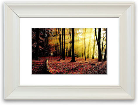 East Urban Home 'Sunlight Through Forest Cornwall Forest' - Picture Frame Photograph Print on Paper East Urban Home Size: 70cm H x 93cm W x 1cm D, Frame Option: Matte  - Size: 50cm H x 70cm W x 1cm D East Urban Home 'Sunlight Through Forest Cornwall Forest' - Picture Frame Photograph Print on Paper East Urban Home Size: 70cm H x 93cm W x 1cm D, Frame Option: Matte  - Size: 50cm H x 70cm W x 1cm D