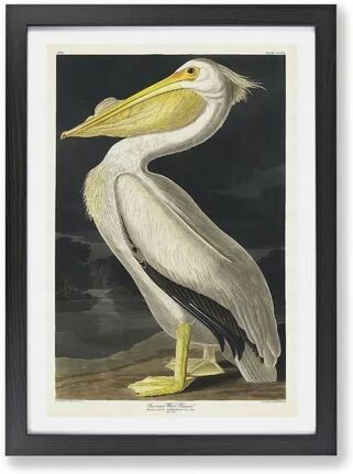 East Urban Home 'American White Pelican' by John Audubon - Picture Frame Painting Print on Paper East Urban Home Size: 62cm H x 87cm W x 2cm D, Frame Option: Black  - Size: 62cm H x 87cm W x 2cm D