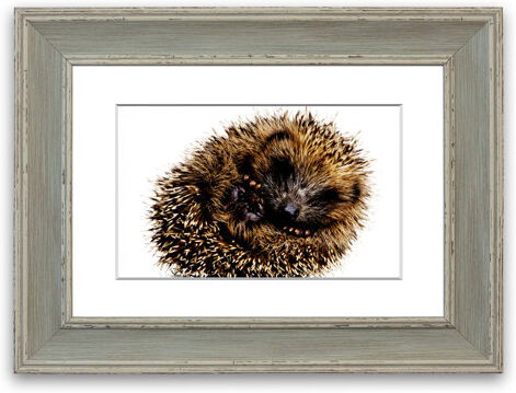 East Urban Home 'Baby Hedgehog Sleeping' Framed Graphic Art East Urban Home Size: 93 cm H x 126 cm W, Frame Options: Blue  - Size: 93 cm H x 70 cm W East Urban Home 'Baby Hedgehog Sleeping' Framed Graphic Art East Urban Home Size: 93 cm H x 126 cm W, Frame Options: Blue  - Size: 93 cm H x 70 cm W