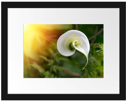 East Urban Home Calla Lily Blossom Framed Photographic Art Print East Urban Home  - Size: 70cm H x 100cm W East Urban Home Calla Lily Blossom Framed Photographic Art Print East Urban Home  - Size: 70cm H x 100cm W