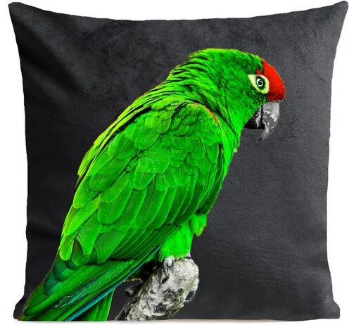 Bay Isle Home Abbottsford Green Parrot Cushion Cover Bay Isle Home Colour: Slate Grey Bay Isle Home Abbottsford Green Parrot Cushion Cover Bay Isle Home Colour: Slate Grey