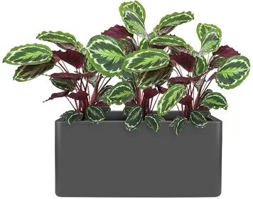 ELHO Plastic Plant Pot ELHO Colour: Anthracite 80cm H x 39cm W x 39cm D