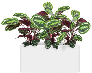 ELHO Plastic Plant Pot ELHO Colour: White 68.5cm H x 65cm W x 65cm D ELHO Plastic Plant Pot ELHO Colour: White 68.5cm H x 65cm W x 65cm D