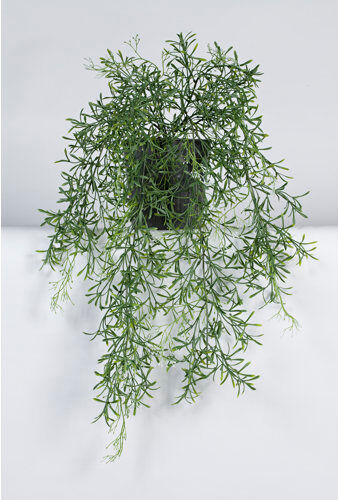 The Seasonal Aisle Blooming Jasminum Plant in Pot The Seasonal Aisle  - Size: 240cm H X 300cm W The Seasonal Aisle Blooming Jasminum Plant in Pot The Seasonal Aisle  - Size: 240cm H X 300cm W