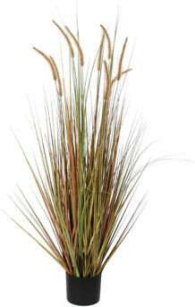 The Seasonal Aisle Onion Graas in Pot The Seasonal Aisle  - Size: 74cm H X 79cm W X 30cm D The Seasonal Aisle Onion Graas in Pot The Seasonal Aisle  - Size: 74cm H X 79cm W X 30cm D