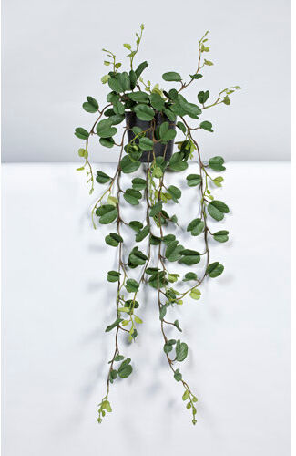 The Seasonal Aisle Hoya Kerii Plant in Pot The Seasonal Aisle Size: 85cm H x 60cm W x 60cm D  - Size: Medium The Seasonal Aisle Hoya Kerii Plant in Pot The Seasonal Aisle Size: 85cm H x 60cm W x 60cm D  - Size: Medium
