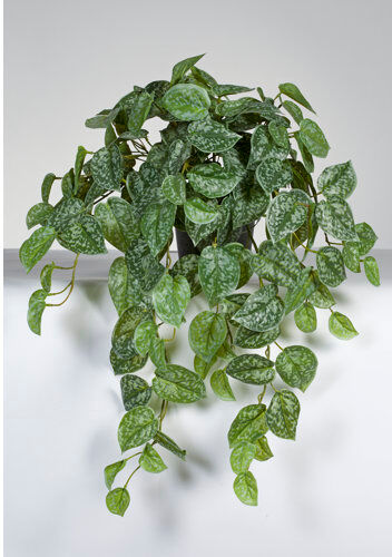 The Seasonal Aisle 52cm Artificial Scindapsus Aureus Plant in Pot The Seasonal Aisle  - Size: Small The Seasonal Aisle 52cm Artificial Scindapsus Aureus Plant in Pot The Seasonal Aisle  - Size: Small