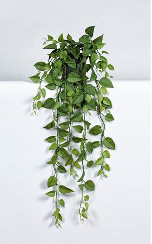 The Seasonal Aisle Philodendron Plant in Pot The Seasonal Aisle Size: 85cm H x 60cm W x 60cm  D  - Size: 51cm H x 41cm W The Seasonal Aisle Philodendron Plant in Pot The Seasonal Aisle Size: 85cm H x 60cm W x 60cm  D  - Size: 51cm H x 41cm W