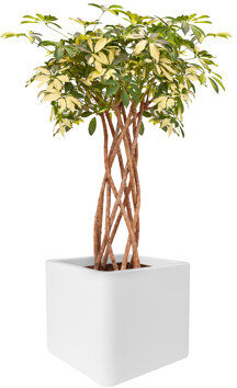 ELHO Plastic Plant Pot ELHO Colour: White, Size: 59cm H x 79cm W x 29.5cm D  - Size: 23.1cm H x 25.1cm W x 25.1cm D ELHO Plastic Plant Pot ELHO Colour: White, Size: 59cm H x 79cm W x 29.5cm D  - Size: 23.1cm H x 25.1cm W x 25.1cm D