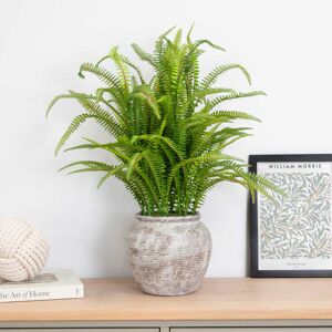 The Seasonal Aisle Faux Fern Plant in Pot Green 62cm H X 42cm W X 42cm D The Seasonal Aisle Faux Fern Plant in Pot Green 62cm H X 42cm W X 42cm D