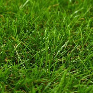 The Seasonal Aisle Artificial Grass Green 2842DE277AF8483DA3806A09FDE08AB2 Green 3cm H x 100cm W x 1000cm D The Seasonal Aisle Artificial Grass Green 2842DE277AF8483DA3806A09FDE08AB2 Green 3cm H x 100cm W x 1000cm D